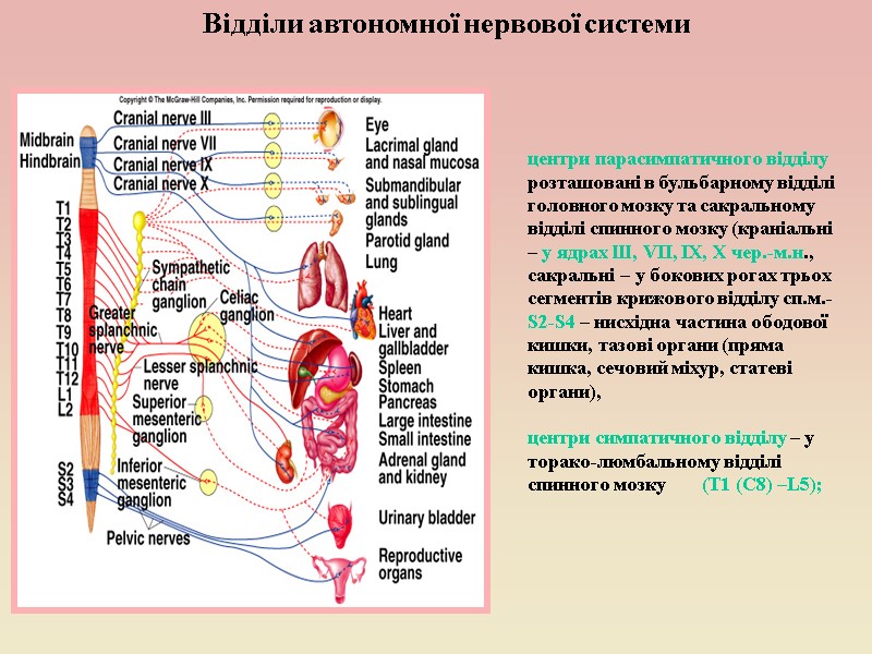Відділи автономної нервової системи центри парасимпатичного відділу розташовані в бульбарному відділі головного мозку та